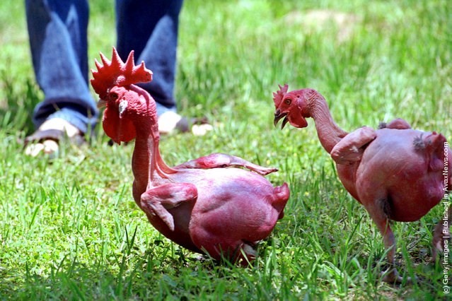 Những giống gà kỳ lạ nhất thế giới