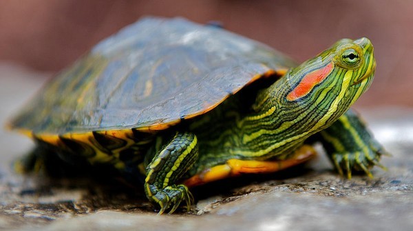 Thực hư chuyện rùa tai đỏ đang đe dọa cụ Rùa Hồ Gươm