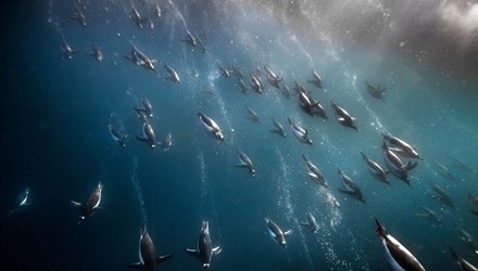 Ngoạn mục màn săn mồi tập thể của chim cánh cụt ở Nam Cực