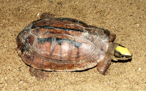 Rùa Hoàn Kiếm trong nhóm tuyệt chủng cao nhất
