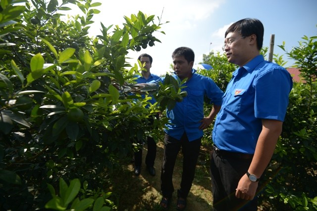 ông Lê Quốc Phong thăm mô hình thanh niên sản xuất nông nghiệp giỏi tại Tuyên Quang.