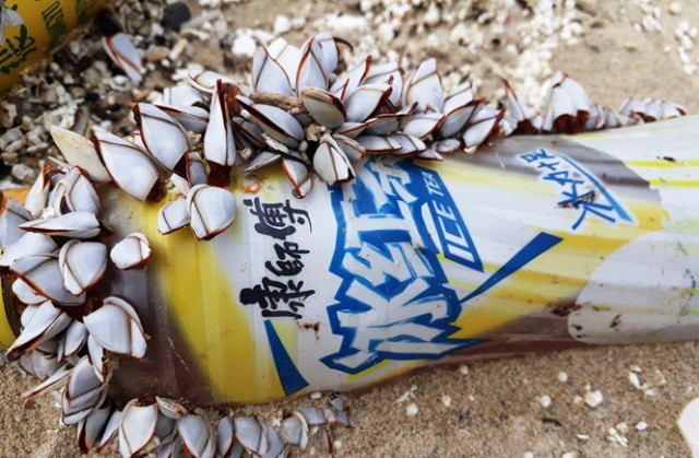 Vỏ chai bị vất xuống biển từ lâu nên hàu bám vào rồi dạt vào bãi biển Đà Nẵng.