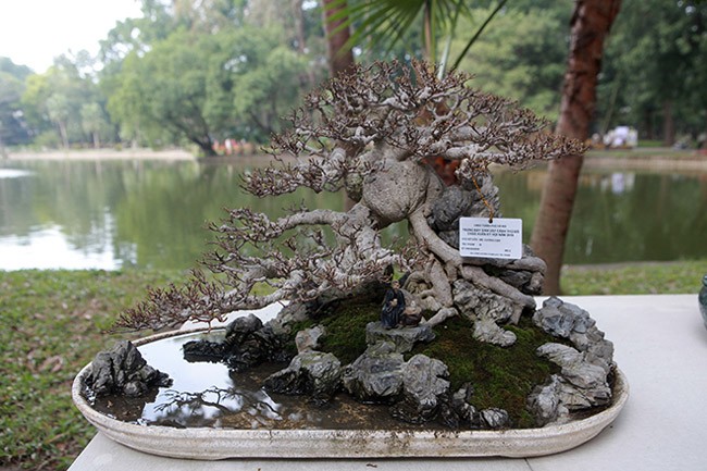 Dàn cây bonsai “nhỏ mà có võ” ở Hà Nội, giá lên tới hàng tỷ đồng
