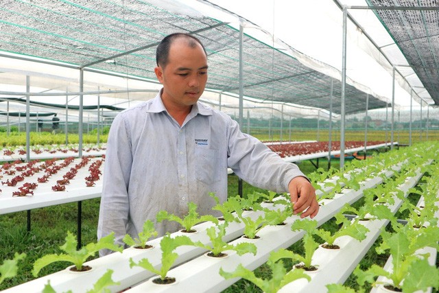 Mô hình rau thủy canh hồi lưu của hai anh Hồ Công Thái và Huỳnh Tiến Sĩ đã bước đầu mang lại hiệu quả và được thị trường đón nhận