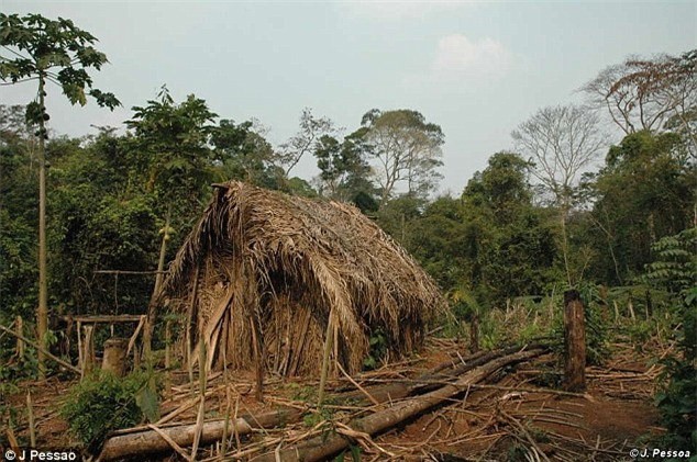Cuộc sống cô độc suốt 22 năm của thành viên cuối cùng trong một bộ lạc Amazon