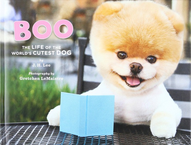 Boo - “Chú chó đáng yêu nhất thế giới”, hơn 16 triệu người theo dõi đã qua đời