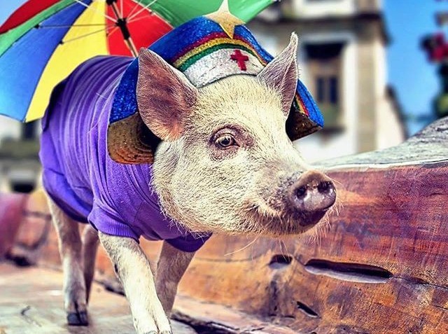 Năm Kỷ Hợi, điểm mặt những chú lợn "làm mưa làm gió" trên mạng xã hội