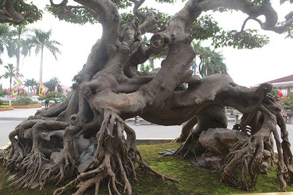 Chiêm ngưỡng cây sanh cổ “ngọa hổ tàng long” giá hơn 32 tỷ đồng của đại gia Phú Thọ