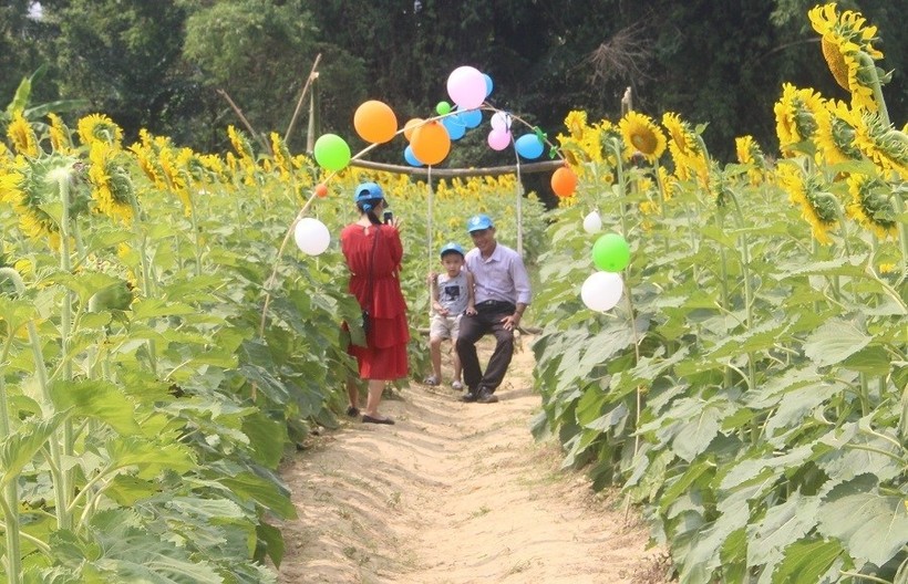 Du khách đội nắng, check in “cánh đồng hoa Mặt trời” ở Huế