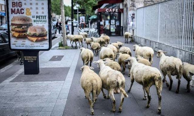 Pháp: Thiếu học sinh, trường học vùng núi tuyển sinh cả… cừu