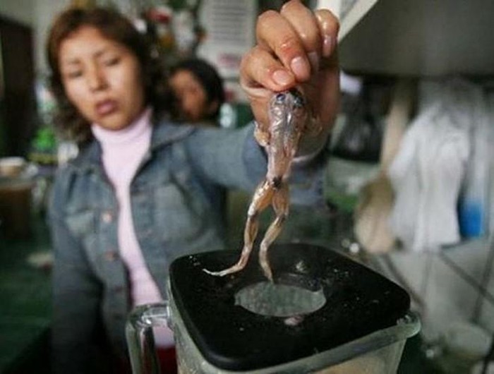 Thay vì sử dụng thuốc, cư dân vùng núi Andes (Peru) heo hút lại chọn sinh tố ếch để thưởng thức, hi vọng xua tan bệnh tật, giải tỏa căng thẳng, hen suyễn, viêm phế quản, thậm chí chứng rối loại cương dương ở nam giới