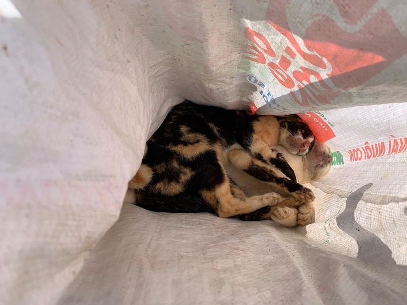 Nhiều chó, mèo chết bất thường trên địa bàn thôn Kim Phát.