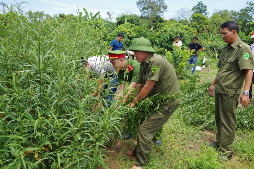 Nam Định: Xử lý 3 đối tượng trồng cần sa trái phép để ...ngâm rượu và nuôi gà chọi