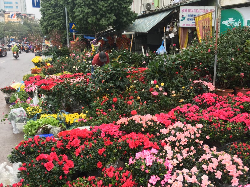 Một góc phố hoa trên đường Hoàng Hoa Thám