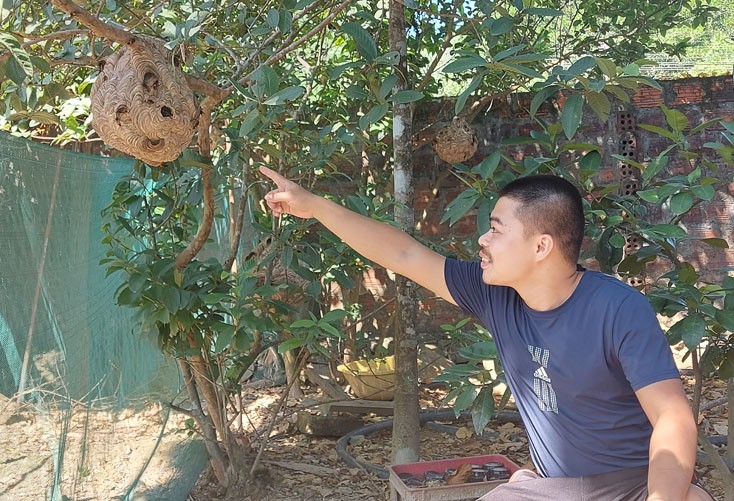 Tổ ong vò vẽ được một số người dân ở Tuyên Hóa lấy từ rừng đưa về nhà nuôi để lấy nhộng bán.