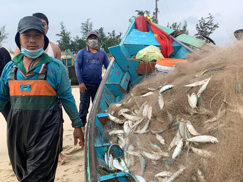 Ngư dân Quảng Bình phấn khởi vì được mùa cá trích vào những ngày cận tết.