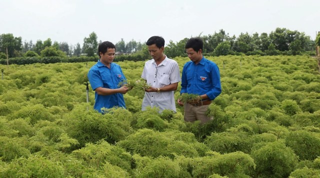 Phát triển nghề trồng dược liệu nâng cao giá trị trên diện tích canh tác ở xã Hải Đông, Hải Hậu, Nam Định