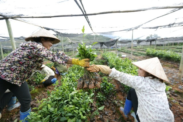 Phát triển vùng trồng chè nguyên liệu là mô hình sản xuất hiệu quả gắn với công tác giảm nghèo  ở Lào Cai 