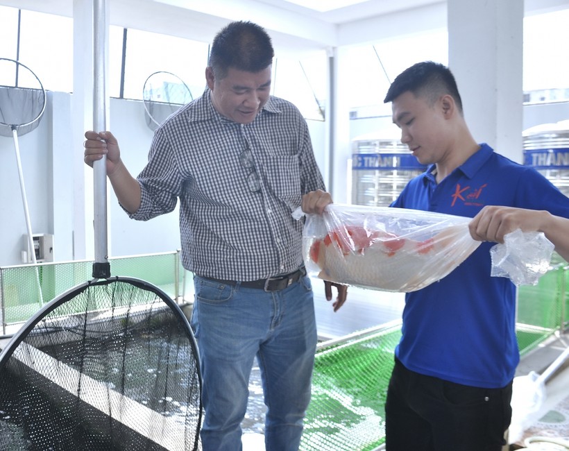 Anh Trần Thướt Vỹ cùng nhân viên kiểm tra chất lượng cá Koi tại cơ sở của mình. 