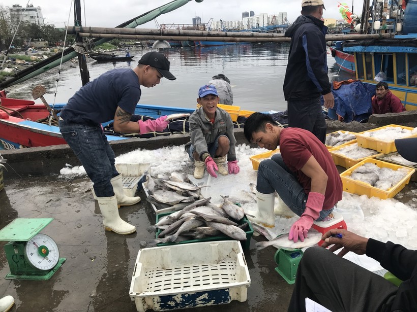 Người dân thu mua cá ở cảng cá Thọ Quang. Ảnh tư liệu. 