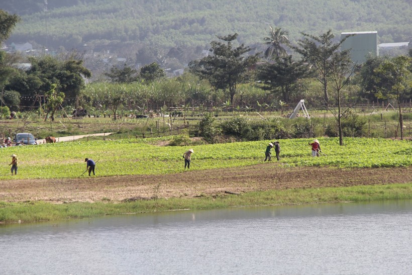 Sở TN&MT Đà Nẵng cảnh báo việc chuyển đổi mục đích đất nông nghiệp trái quy định. 