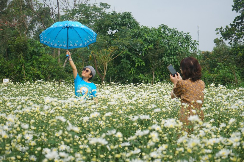 Vườn cúc họa mi trái mùa ở TP Đà Nẵng. Ảnh: Sơn Đoàn. 