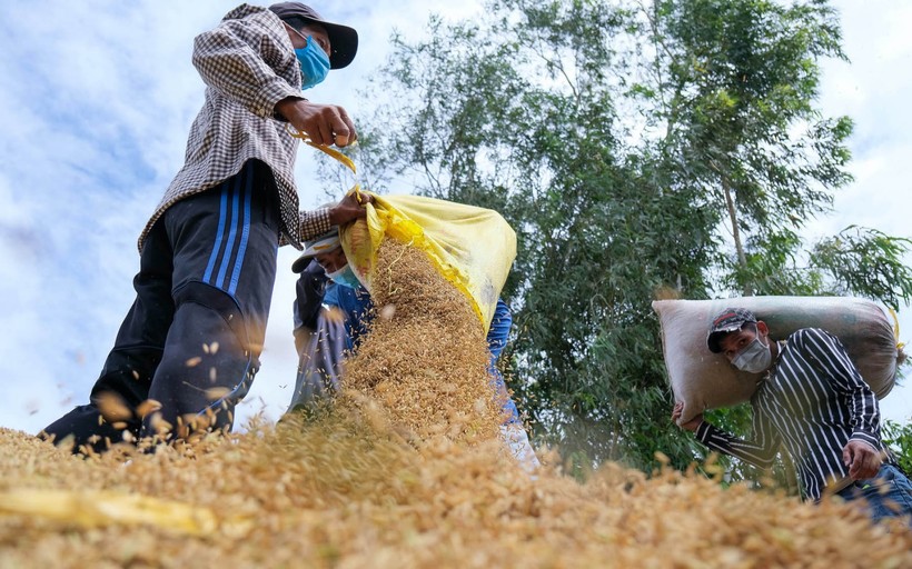 Các địa phương chủ động, linh hoạt tạo điều kiện thuận lợi cho người nông dân thu hoạch vụ lúa thu đông.