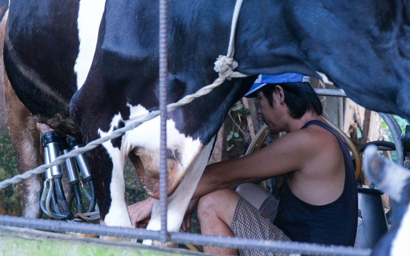 Nông hộ tại HTX chăn nuôi bò sữa phường Long Hoà (quận Bình Thuỷ) phấn khởi sau nới lỏng giãn cách xã hội.