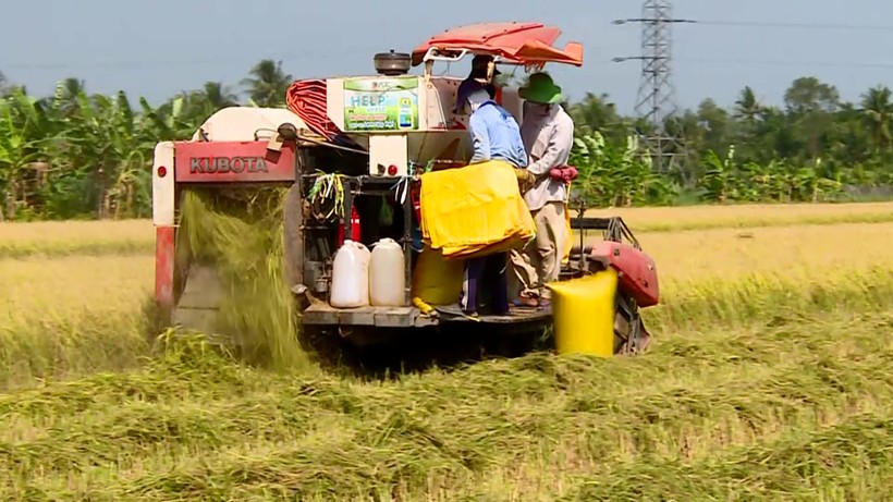 Vinh Long bắt đầu thu hoạch lúa Đông Xuân.