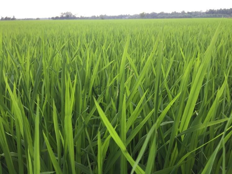 Áp lực chi phí đầu vào lớn cho sản xuất lúa hè thu ở Vĩnh Long.