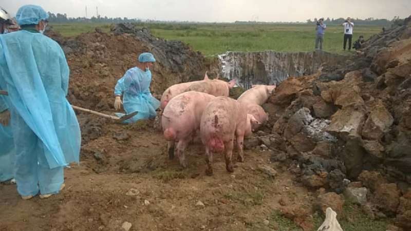 Tiêu hủy toàn bộ 100 con lợn bị lở mồm long móng.