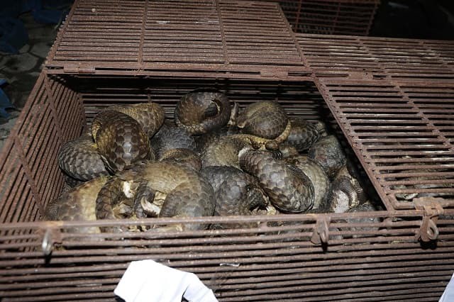 Triệt phá đường dây buôn bán trái phép 215 cá thể tê tê tại Hà Tĩnh