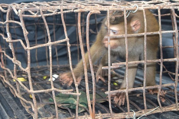 Cá thể khỉ mốc đã được đưa về vườn quốc gia Vũ  Quang chăm sóc, trước khi thả ra thiên nhiên.