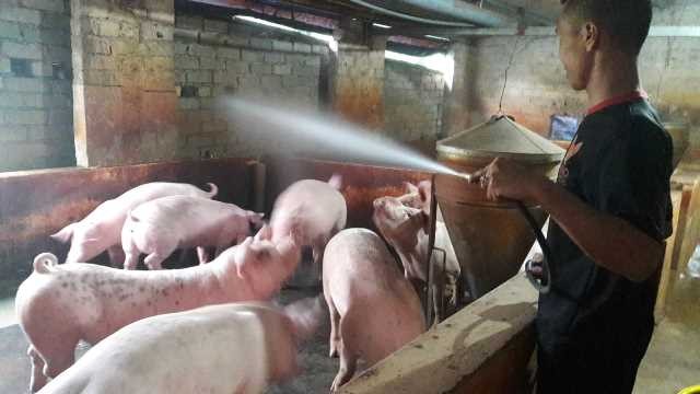 Hà Tĩnh: Bùng phát thêm 3 ổ dịch tả lợn châu Phi