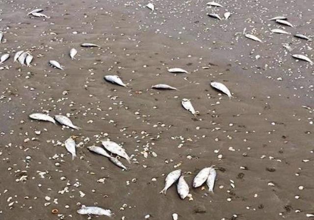 Cá chết hàng loạt trôi dạt vào bờ biển.