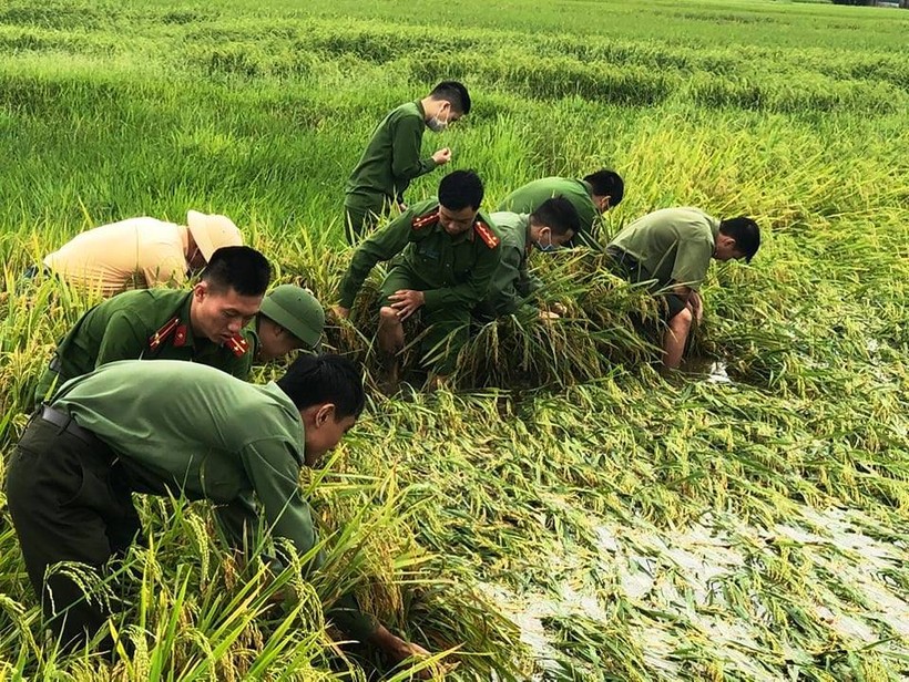 Lực lượng công an tại huyện Can Lộc giúp dân bó lại lúa đã bị đổ ngã.