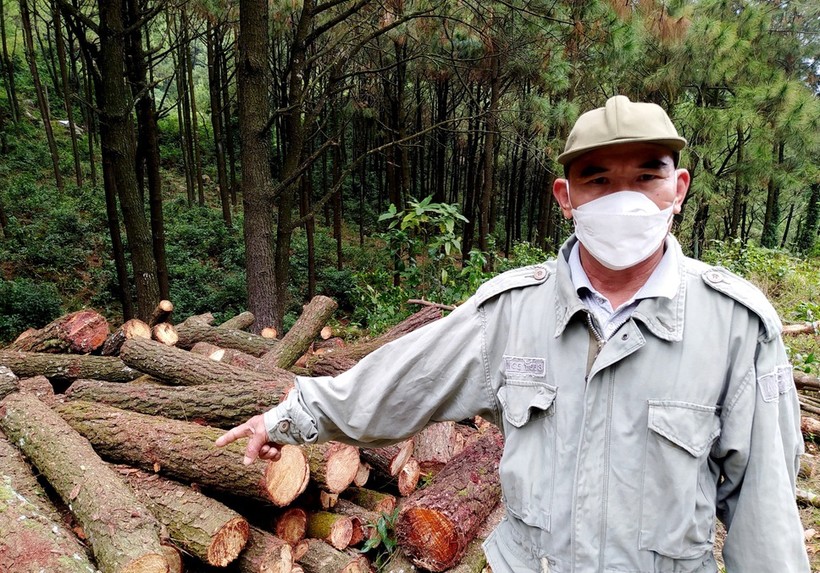 Người dân phản ánh về tình trạng bị chặt đốn rừng thông tại địa phương.