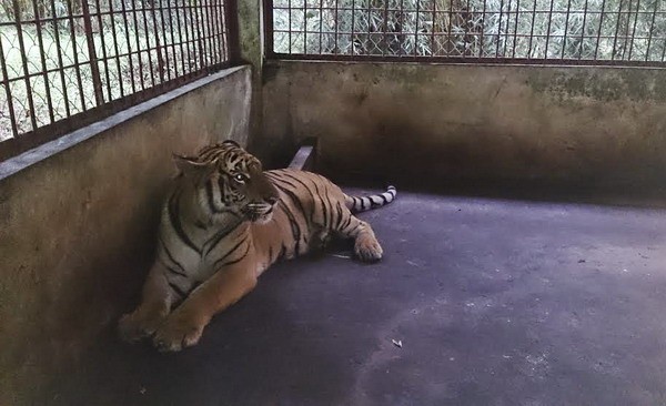 Cá thể hổ đang được nuôi nhốt và chăm sóc tại Vườn Quốc gia Pù Mát