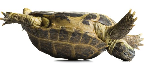 Đối với loài rùa, làm thế nào để thoát khỏi tình trạng lật ngửa là vấn đề sống còn. Ảnh: BBC