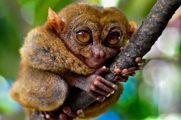 See the world's smallest bulging-eyed pygmy monkey, believed to be extinct, photo 1