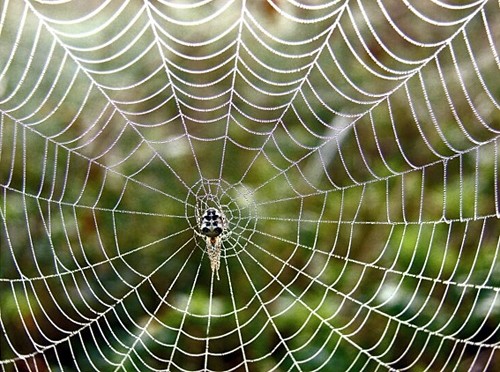 Tơ nhện được giới khoa học rất quân tâm, khai thác. Ảnh minh họa.
