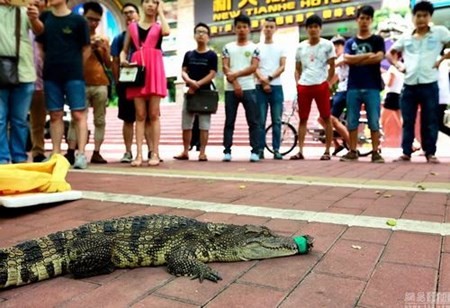 Chú cá sấu dài 1m thu hút đám đông hiếu kỳ đến xem.
