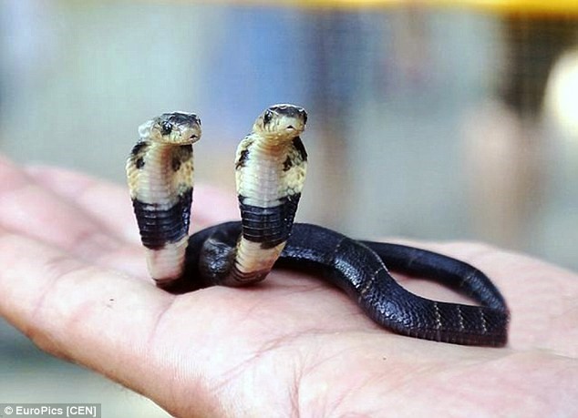 Con rắn hổ mang hai đầu có nọc độc này được ông Huang phát hiện trong trang trại nhà mình.