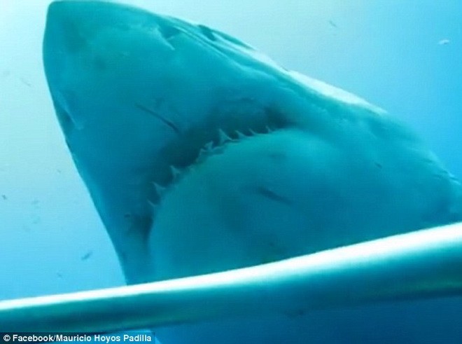 Hãi hùng cảnh cá mập trắng khổng lồ vờn nhóm thợ lặn