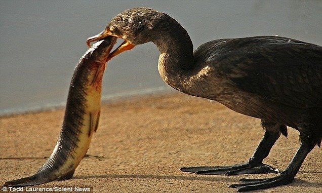 Chim cốc nuốt chửng cá hỏa tiễn dài nửa mét