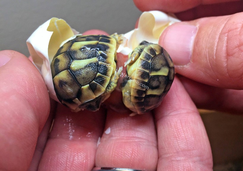 Giải cứu thành công một cặp rùa song sinh nở cùng trứng