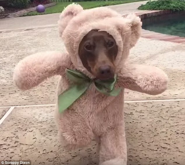 Chú chó siêu đáng yêu khi hóa trang thành gấu con