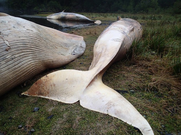 Người dân kinh hãi phát hiện xác 300 con cá voi dạt vào bờ biển
