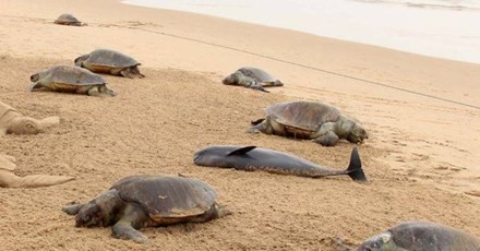 Rùa chết hàng loạt đầy bí ẩn trên bãi biển Ấn Độ