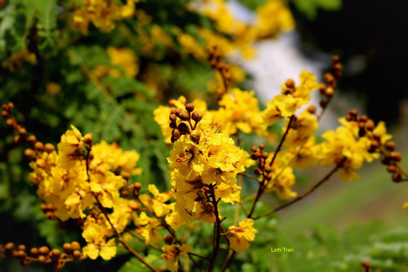 Mùa hoa điệp vàng thắp sáng những hàng cây Sài Gòn